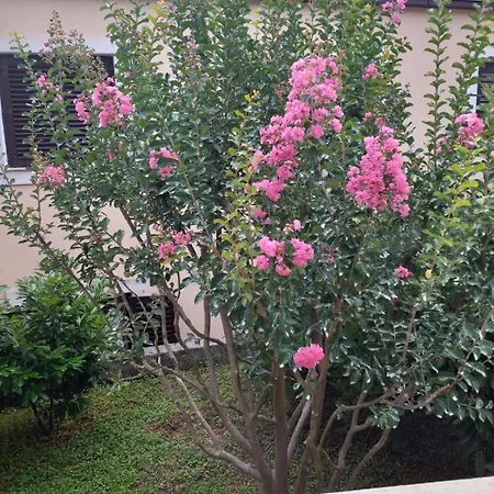 Apartment Seman Vela Luka